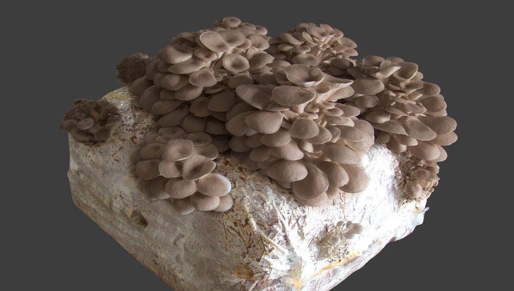 Funghi freschi coltivati in casa! Hai mai provato? 2 Funghi Cardoncelli coltivati in casa - Balletta di funghi in produzione