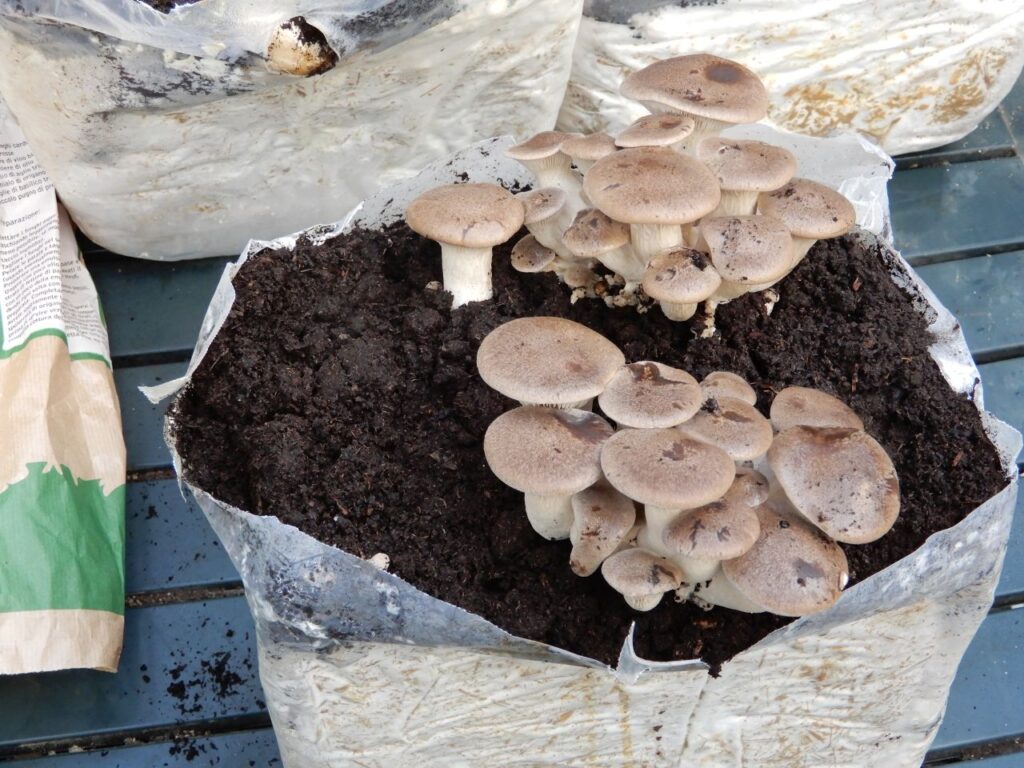 Funghi freschi coltivati in casa! Hai mai provato? 1 Funghi Cardoncelli coltivati in casa - Balletta di funghi in produzione