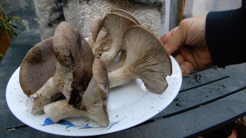 Funghi freschi coltivati in casa! Hai mai provato? 5 Funghi Cardoncelli coltivati in casa - raccolto dei funghi coltivati