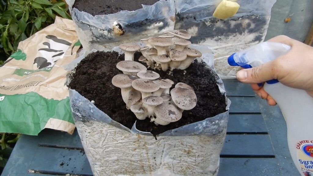 Funghi freschi coltivati in casa! Hai mai provato? 3 Funghi Cardoncelli coltivati in casa - Come si inumidiscono i funghi