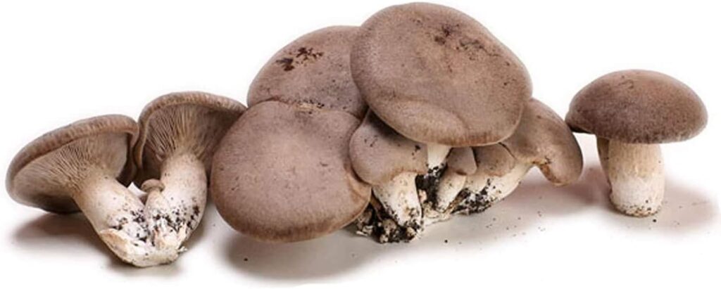 Funghi freschi coltivati in casa! Hai mai provato? 10 Funghi Cardoncelli coltivati in casa - funghi cardoncelli