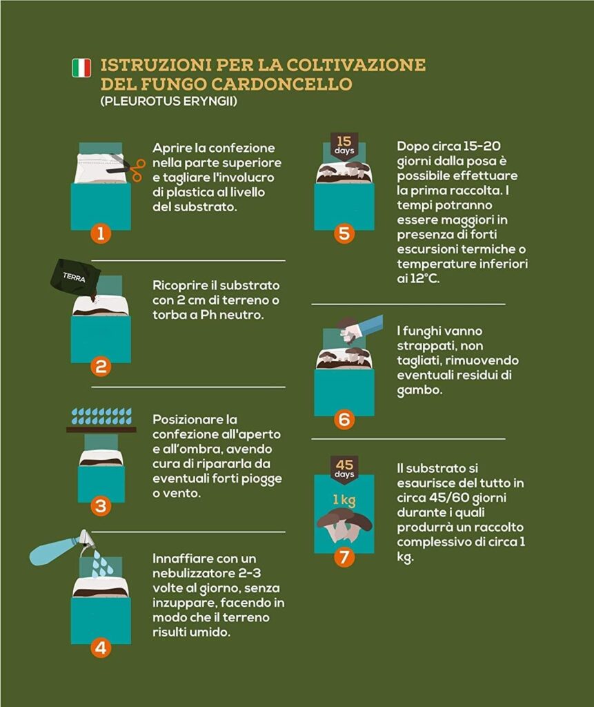 Funghi freschi coltivati in casa! Hai mai provato? 7 Funghi Cardoncelli coltivati in casa - istruzioni su come coltivare le ballette di funghi