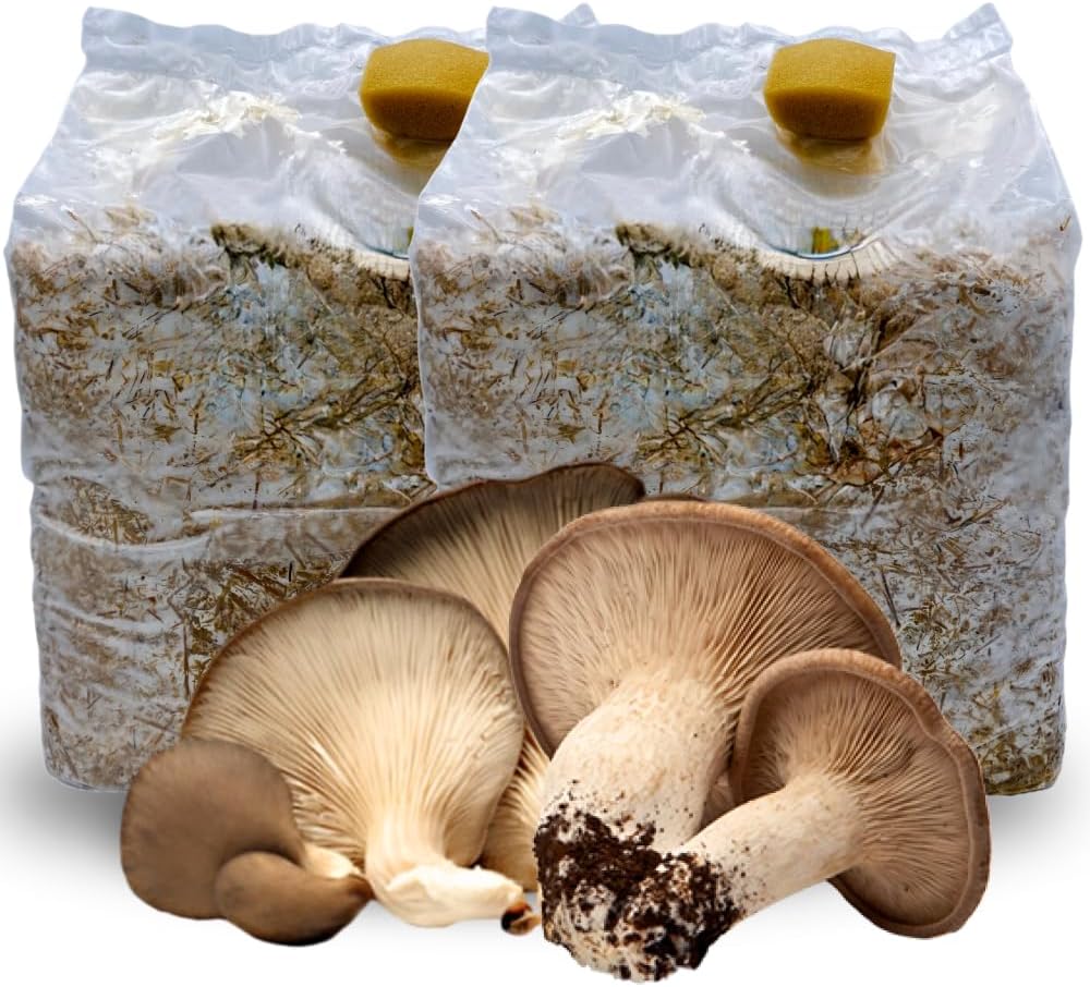 Funghi freschi coltivati in casa! Hai mai provato? 6 Funghi Cardoncelli coltivati in casa - ballette di funghi in offerta