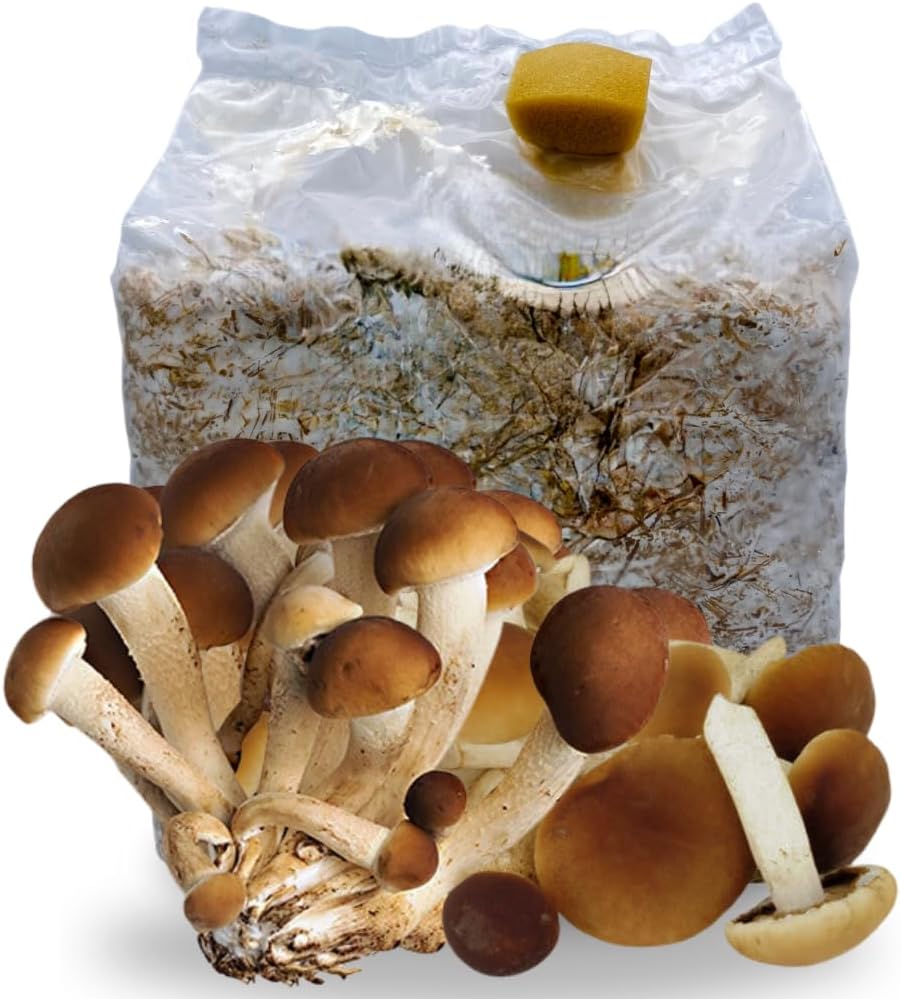 Funghi freschi coltivati in casa! Hai mai provato? 9 Funghi Cardoncelli coltivati in casa - funghi pioppini in offerta