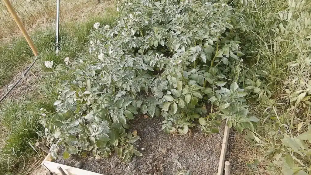 Come si coltivano le patate! 2 metodi diversi! 7 Come si coltivano le patate! 2 metodi diversi! cassone di patate nel compost