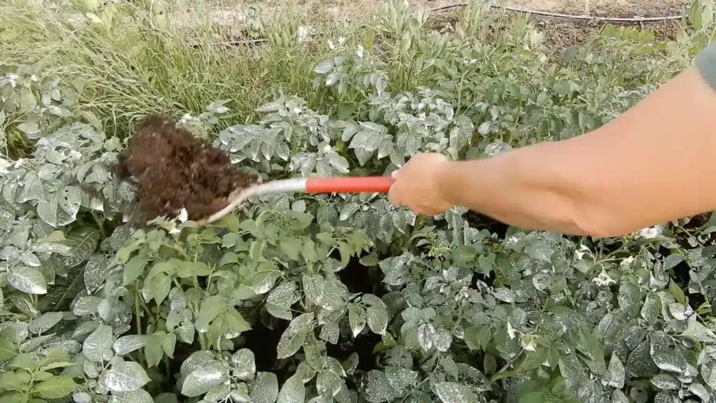 Come si coltivano le patate! 2 metodi diversi! 8 Come si coltivano le patate! 2 metodi diversi! rincalzo delle patate nel compost