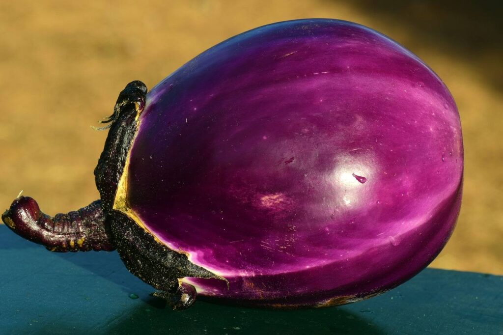 Melanzane: dalla semina al raccolto! 9 Melanzana 1