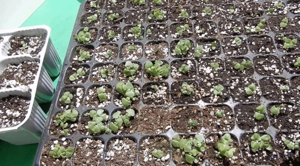 Semine di febbraio - semina del basilico nel semenzaio riscaldato