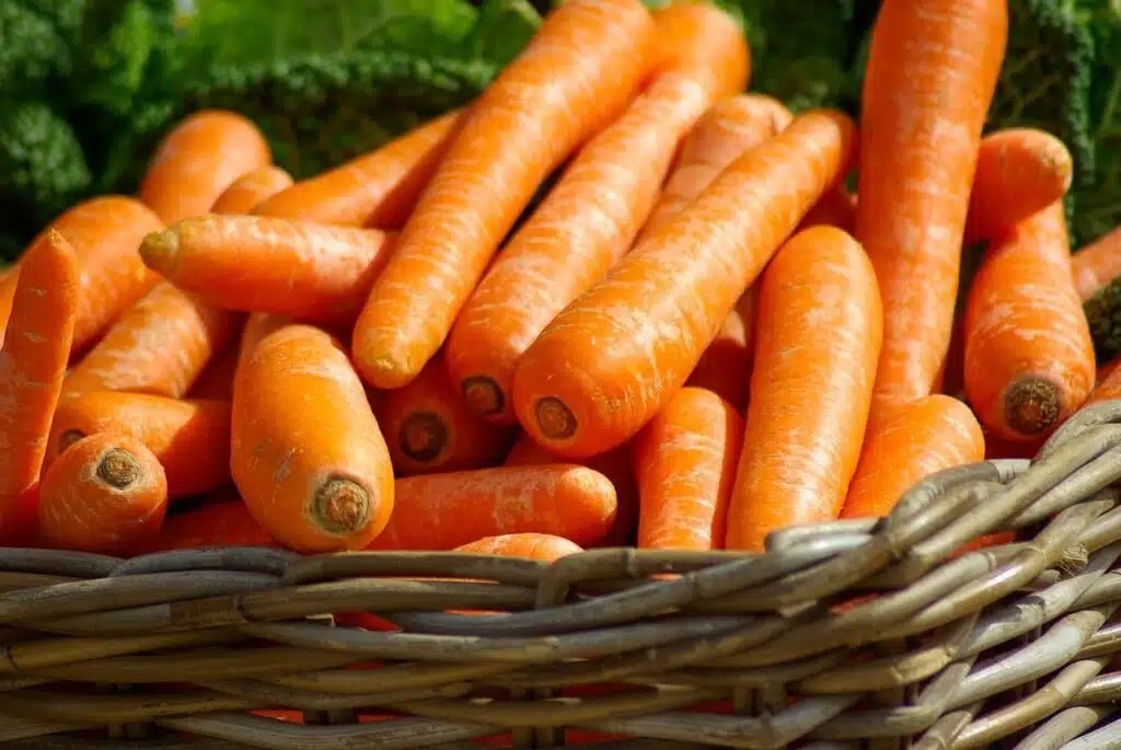 Semine di febbraio nell'orto e nel semenzaio! 20 ortaggi ed aromatiche! 8 Semine di febbraio - carote