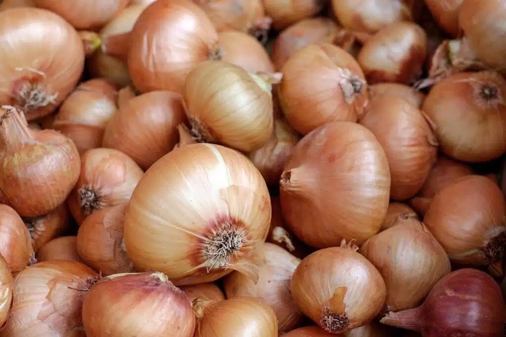 Semine di febbraio nell'orto e nel semenzaio! 20 ortaggi ed aromatiche! 2 Semine di febbraio - aglio