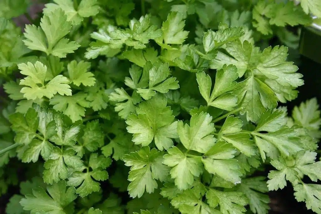 Semine di febbraio nell'orto e nel semenzaio! 20 ortaggi ed aromatiche! 9 Semine di febbraio - prezzemolo