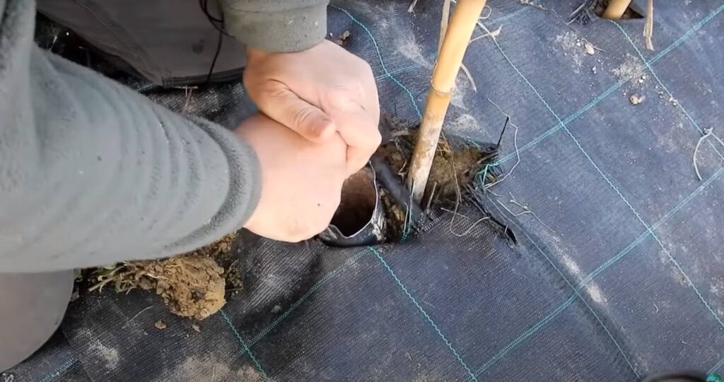 Come coltivare i pomodori: guida completa dal terreno alla raccolta 3 Coltivare pomodori: guida completa da terreno a malattie e cimici - messa a dimora delle piantine