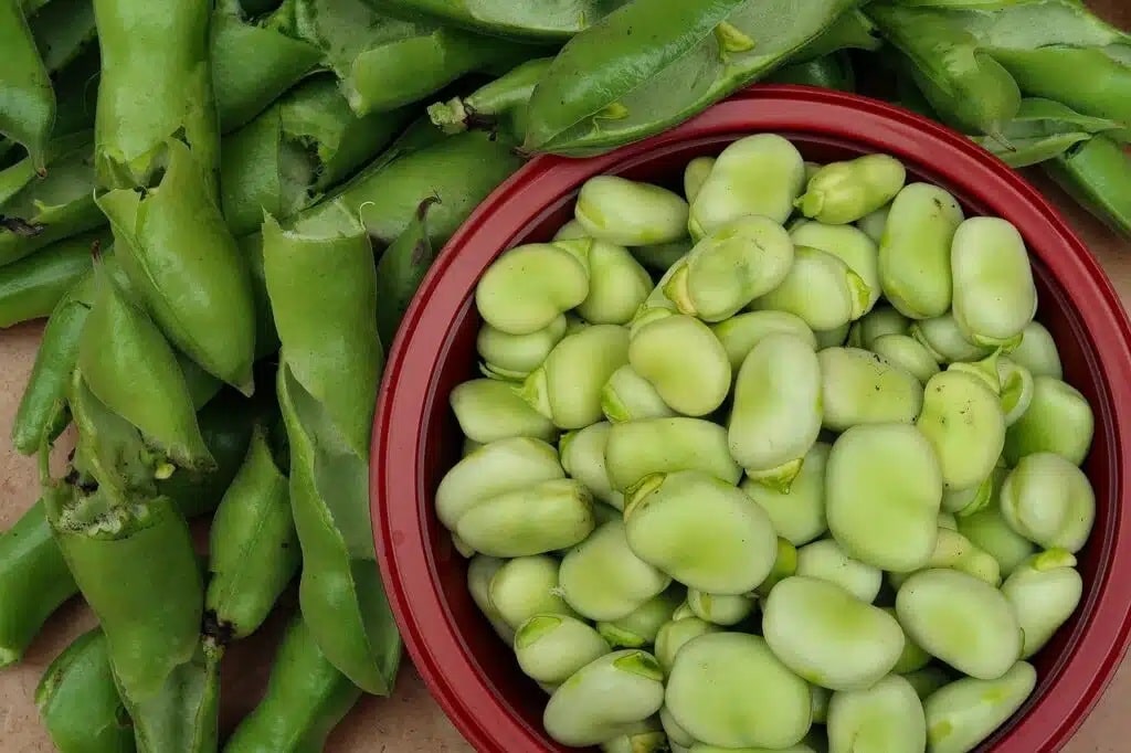 Semine di febbraio nell'orto e nel semenzaio! 20 ortaggi ed aromatiche! 3 Semine di febbraio - fave