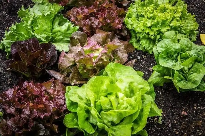 Semine di febbraio nell'orto e nel semenzaio! 20 ortaggi ed aromatiche! 10 Semine di febbraio - lattuga