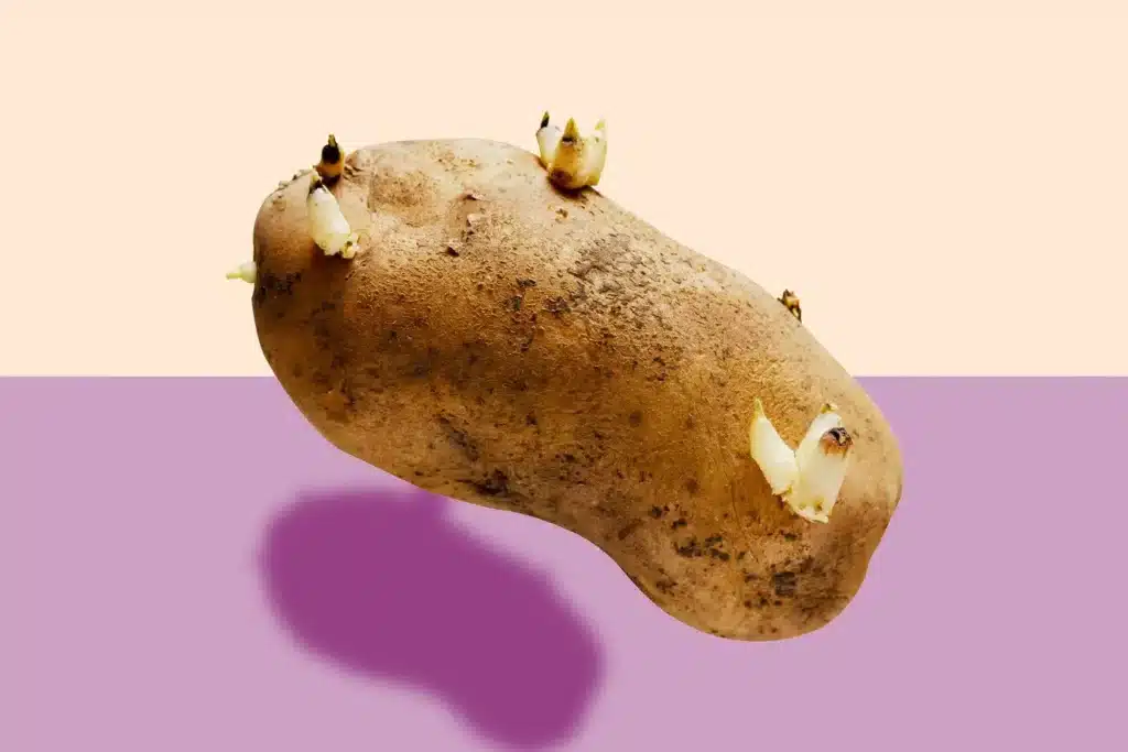 Come si coltivano le patate! 2 metodi diversi! 3 Come si coltivano le patate! 2 metodi diversi! le gemme delle patate