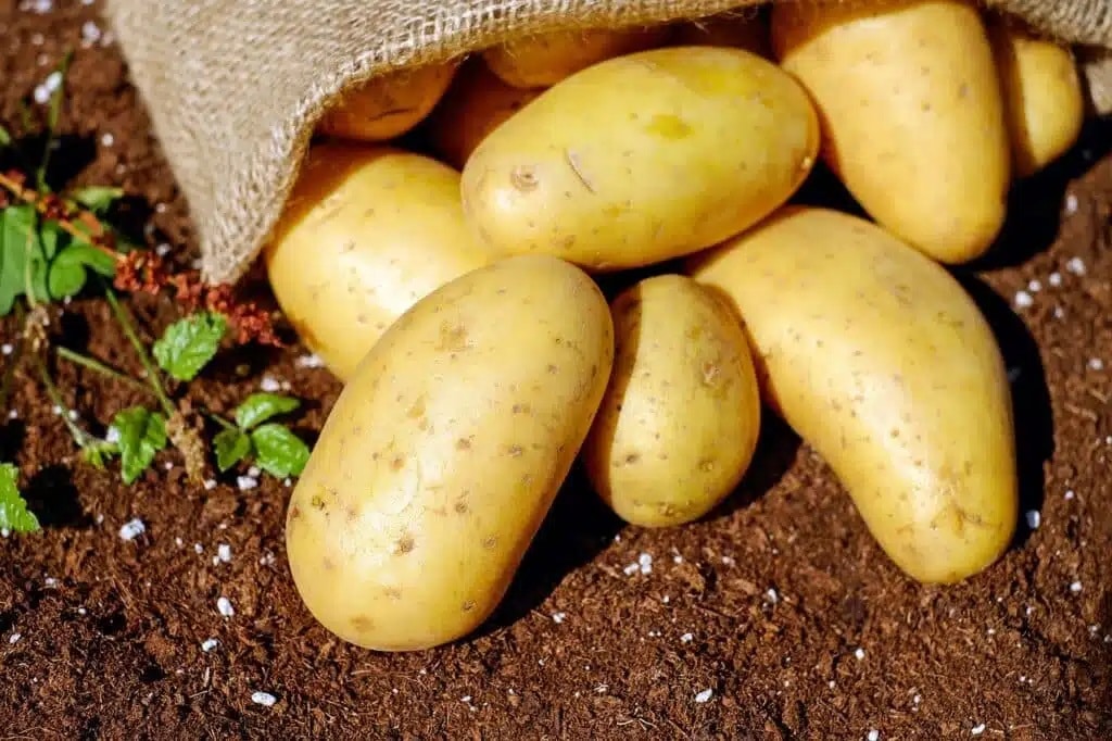 Semine di febbraio nell'orto e nel semenzaio! 20 ortaggi ed aromatiche! 4 Semine di febbraio - patate