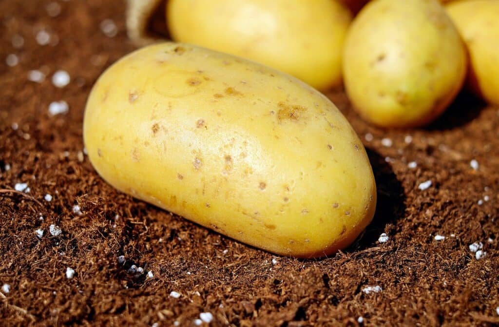 Come si coltivano le patate! 2 metodi diversi! 1 Patate seminate nel compost. Concimazione e rincalzo - patate