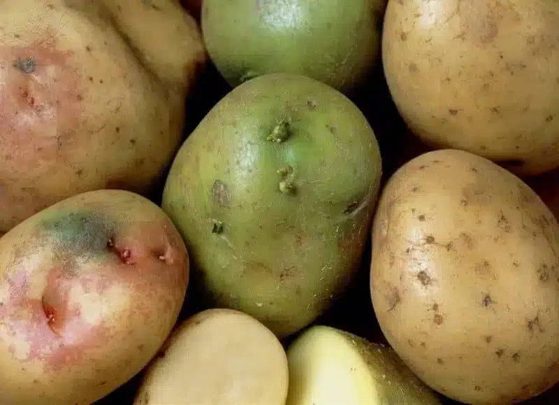 Come si coltivano le patate! 2 metodi diversi! 9 Come si coltivano le patate! 2 metodi diversi! patate verdi