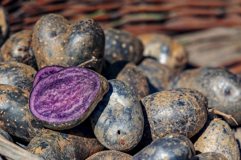 Come si coltivano le patate! 2 metodi diversi! 2 Come si coltivano le patate! 2 metodi diversi! patate viola