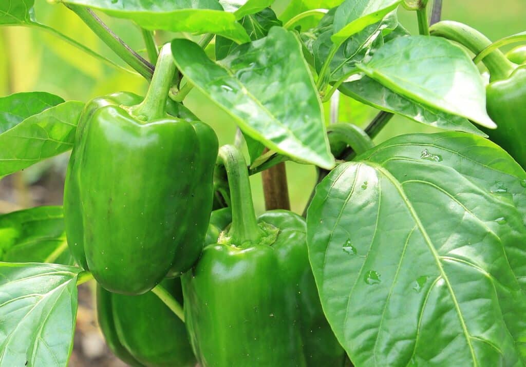 Come coltivare i peperoni! 4 consigli! 8 Come coltivare i Peperoni nell'orto - peperoni verdi