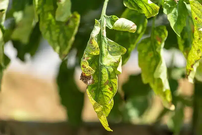Come si coltivano le patate! 2 metodi diversi! 12 Come si coltivano le patate! 2 metodi diversi! peronospora