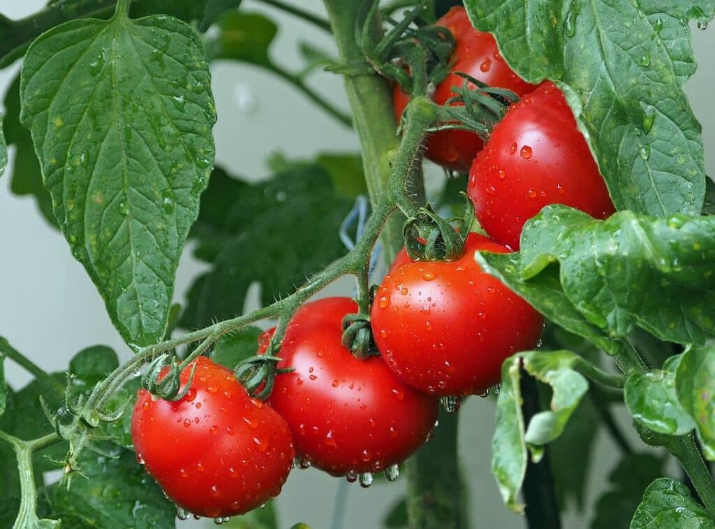 Come coltivare i pomodori: guida completa dal terreno alla raccolta 1 come coltivare i pomodori