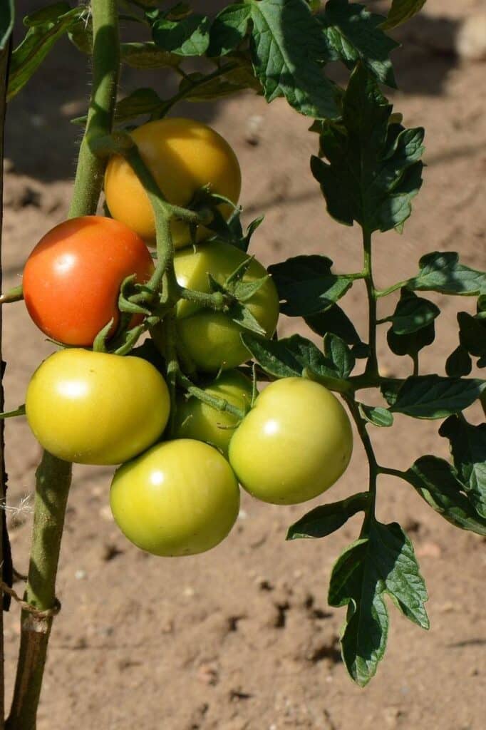 Come coltivare i pomodori: guida completa dal terreno alla raccolta 26 Coltivare pomodori: guida completa da terreno a malattie e cimici