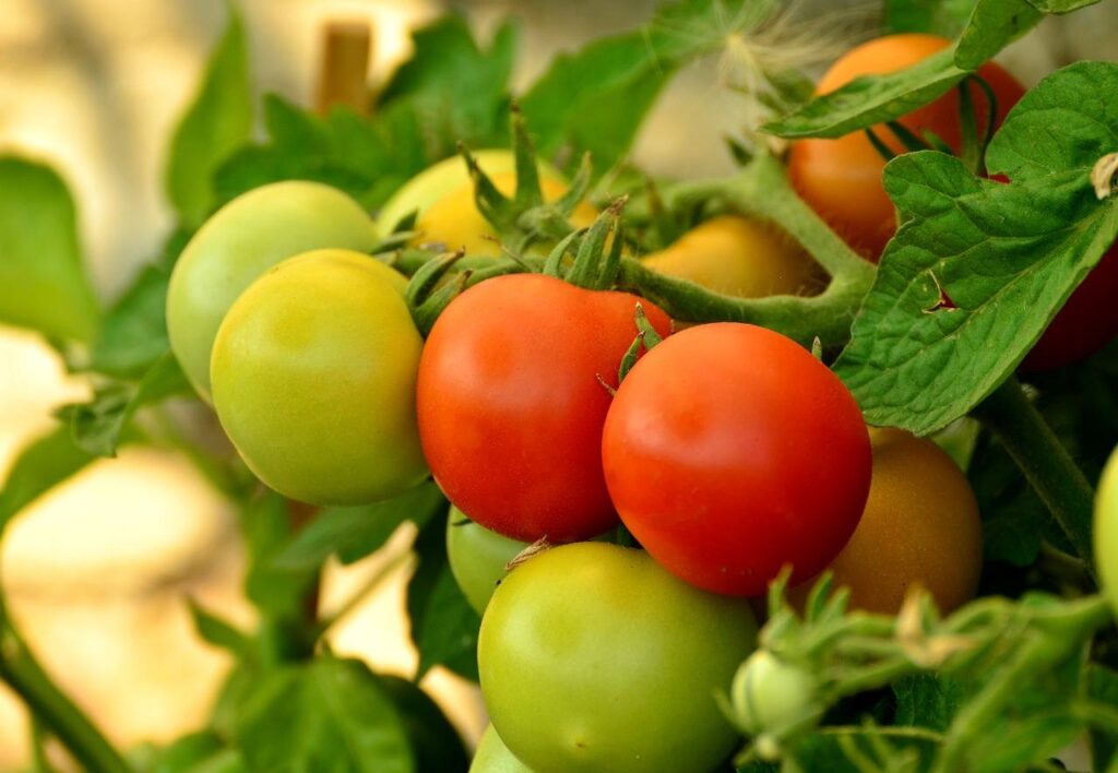 Come coltivare i pomodori: guida completa dal terreno alla raccolta 27 Coltivare pomodori: guida completa da terreno a malattie e cimici