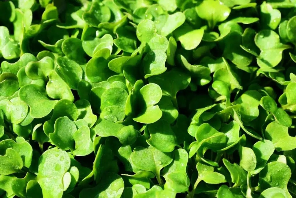Semine di febbraio nell'orto e nel semenzaio! 20 ortaggi ed aromatiche! 11 Semine di febbraio - rucola
