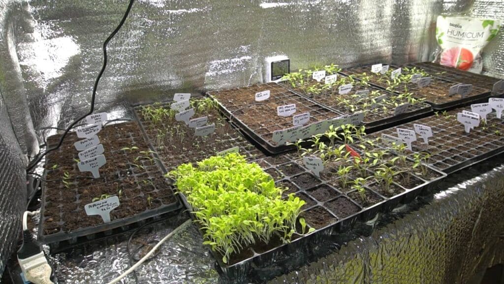 Melanzane: dalla semina al raccolto! 2 semenzaio febbraio 2