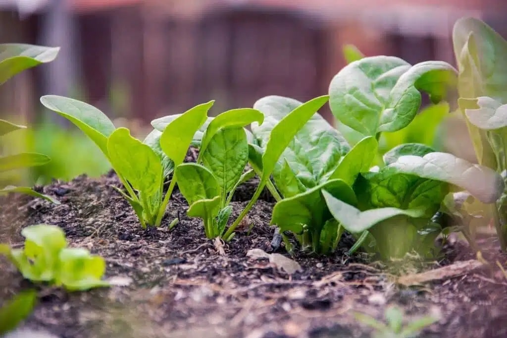 Semine di febbraio nell'orto e nel semenzaio! 20 ortaggi ed aromatiche! 6 Semine di febbraio - spinaci