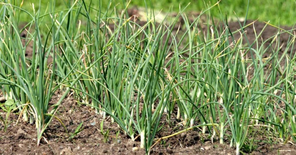 Aglio: dalla semina alla raccolta! 6 consigli! 2 aglio 11