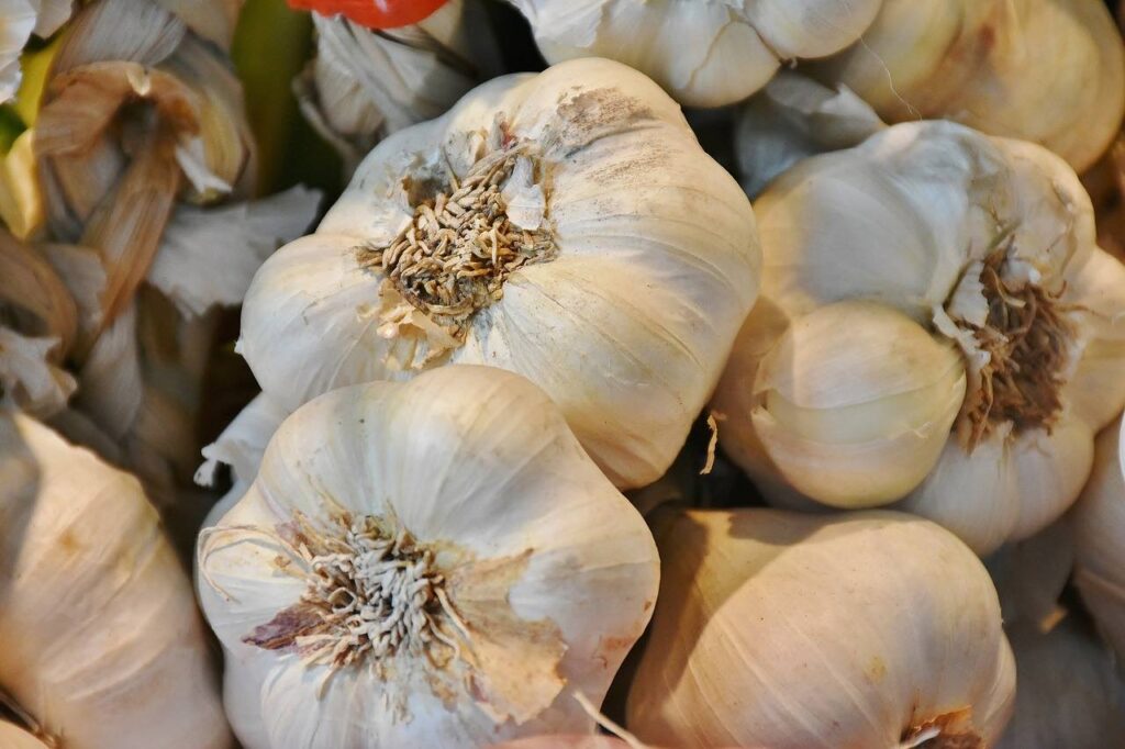 Aglio: dalla semina alla raccolta! 6 consigli! 5 aglio 5