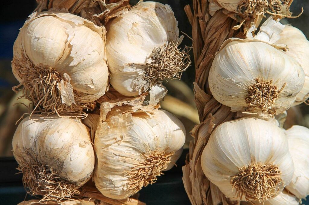Aglio: dalla semina alla raccolta! 6 consigli! 1 aglio 8