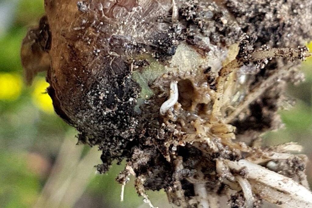 Aglio: dalla semina alla raccolta! 6 consigli! 4 mosca della cipolla su aglio
